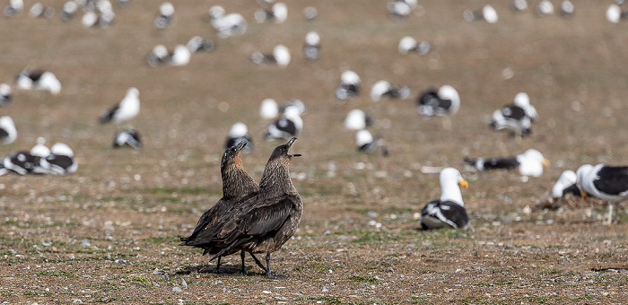 Chileskuas (Stercorarius chilensis) Isla Magdalena