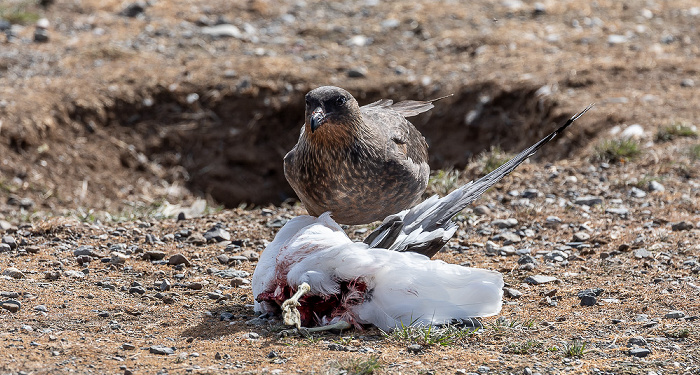 Chileskua (Stercorarius chilensis) Isla Magdalena