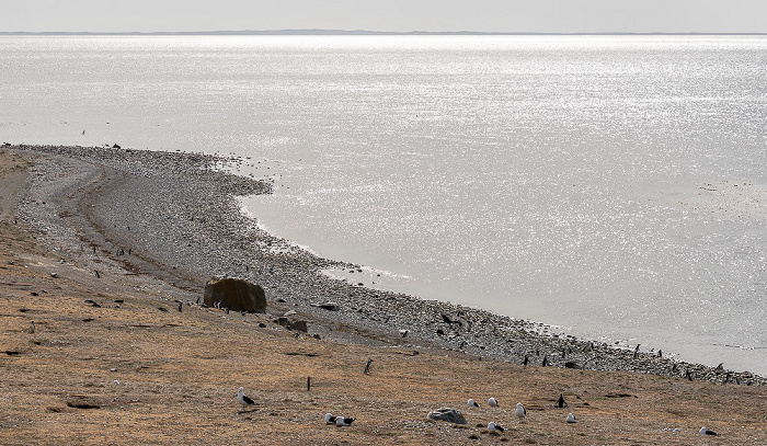 Dominikanermöwen (Larus dominicanus), Magellanstraße Isla Magdalena