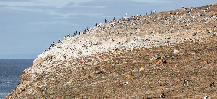 Isla Magdalena