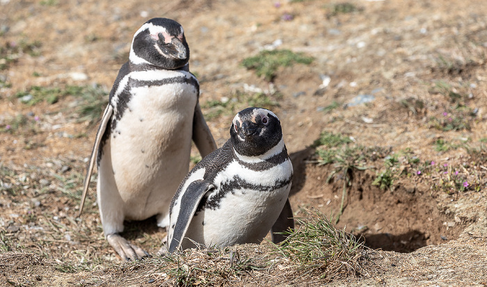 Magellan-Pinguine (Spheniscus magellanicus) Isla Magdalena