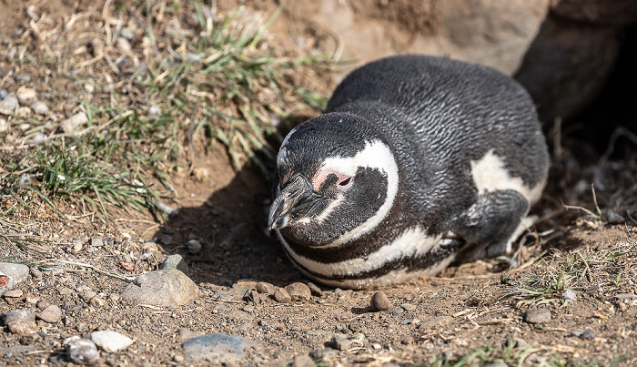 Magellan-Pinguin (Spheniscus magellanicus) Isla Magdalena