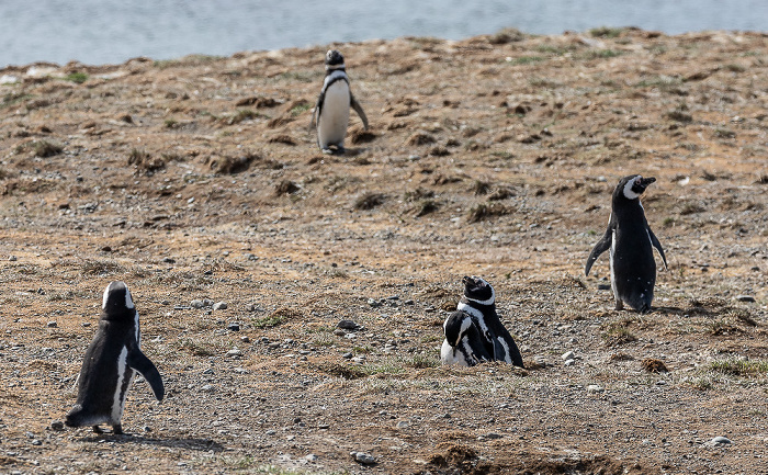 Magellan-Pinguine (Spheniscus magellanicus) Isla Magdalena