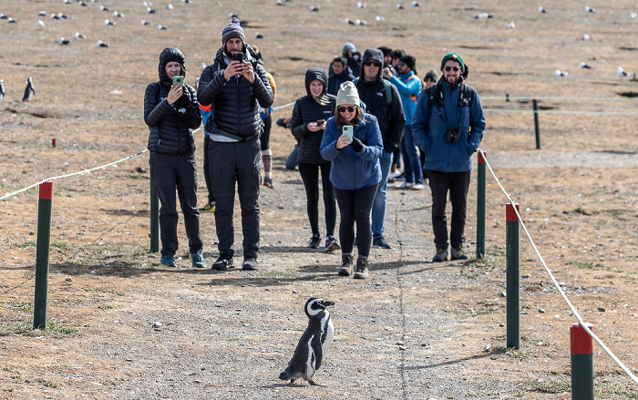 Isla Magdalena Magellan-Pinguin (Spheniscus magellanicus)