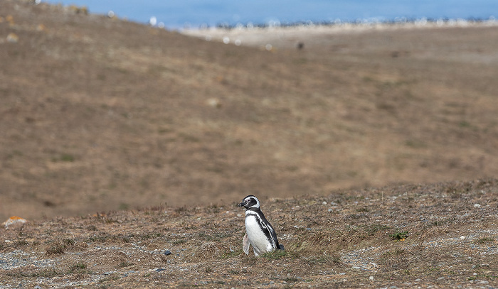 Isla Magdalena Magellan-Pinguin (Spheniscus magellanicus)