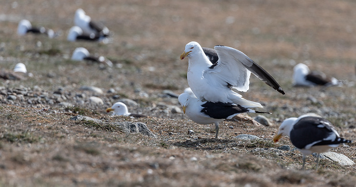 Dominikanermöwen (Larus dominicanus) Isla Magdalena