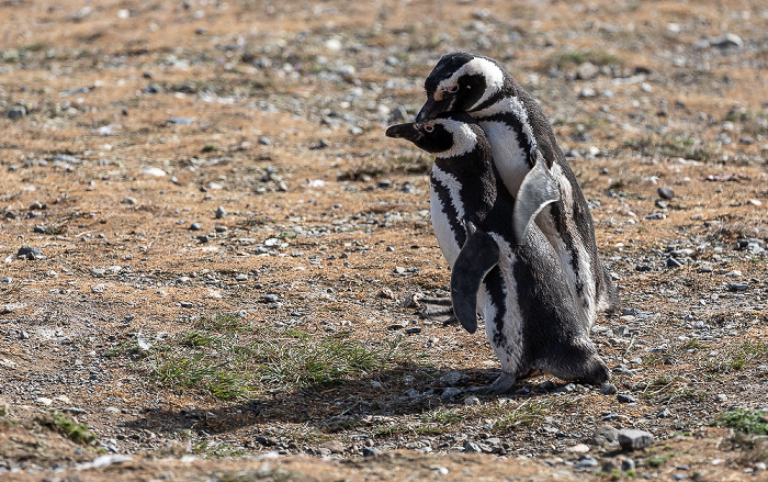 Magellan-Pinguine (Spheniscus magellanicus) Isla Magdalena