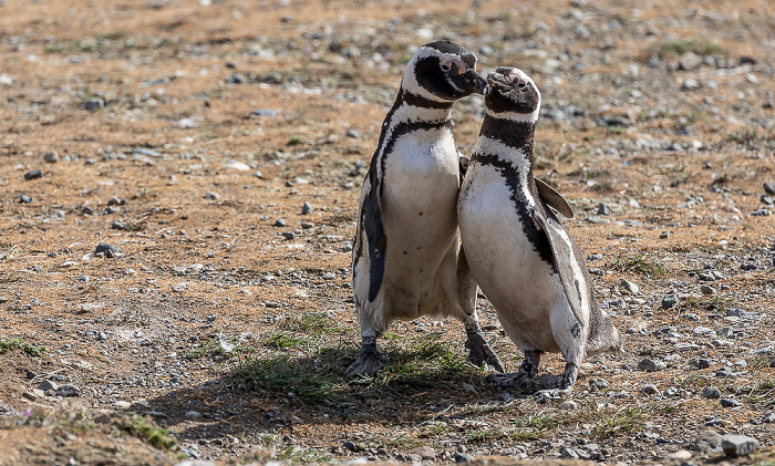 Magellan-Pinguine (Spheniscus magellanicus) Isla Magdalena