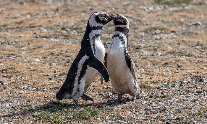 Isla Magdalena Magellan-Pinguine (Spheniscus magellanicus)