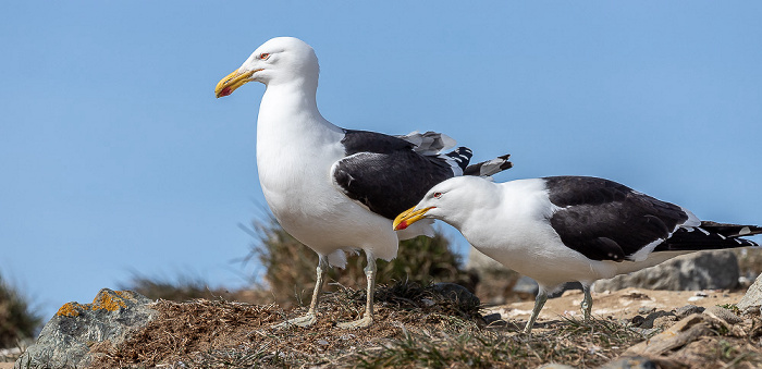 Isla Magdalena Dominikanermöwen (Larus dominicanus)