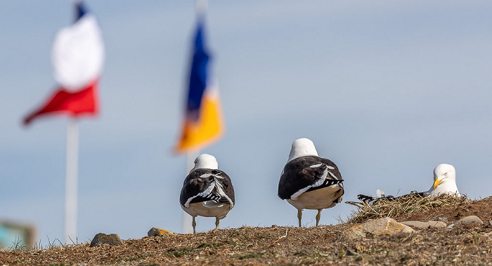 Dominikanermöwen (Larus dominicanus) Isla Magdalena