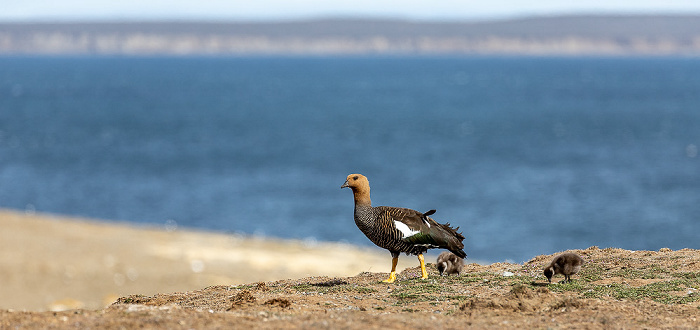 Isla Magdalena Magellangans (Chloephaga picta) mit Kücken