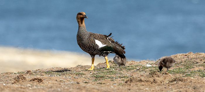 Isla Magdalena Magellangans (Chloephaga picta) mit Kücken