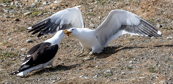 Dominikanermöwen (Larus dominicanus) Isla Magdalena