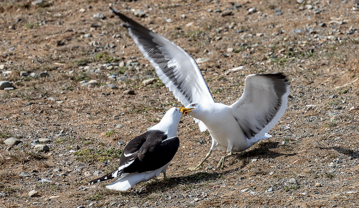 Isla Magdalena Dominikanermöwen (Larus dominicanus)