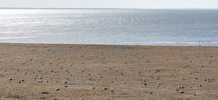 Isla Magdalena Dominikanermöwen (Larus dominicanus)