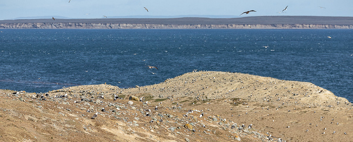 Isla Magdalena Dominikanermöwen (Larus dominicanus)