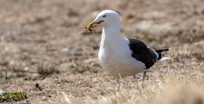 Dominikanermöwe (Larus dominicanus) Isla Magdalena