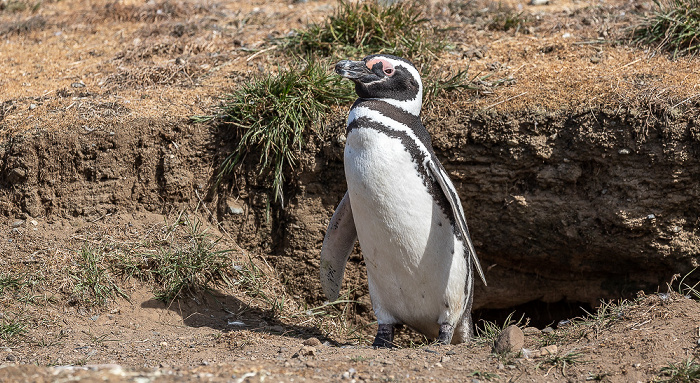 Isla Magdalena Magellan-Pinguin (Spheniscus magellanicus)