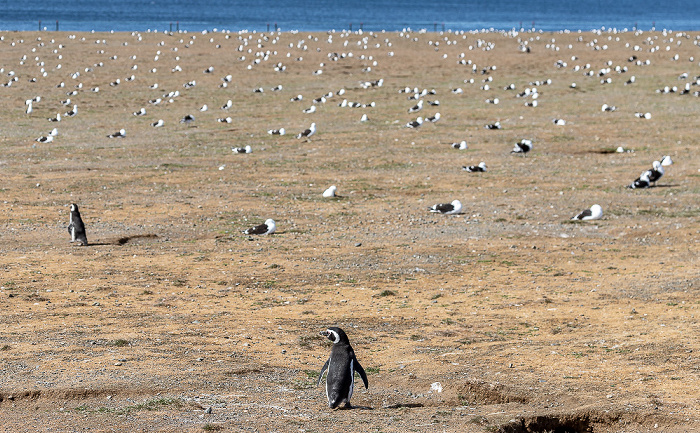 Isla Magdalena Magellan-Pinguin (Spheniscus magellanicus)