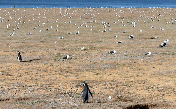 Magellan-Pinguin (Spheniscus magellanicus) Isla Magdalena