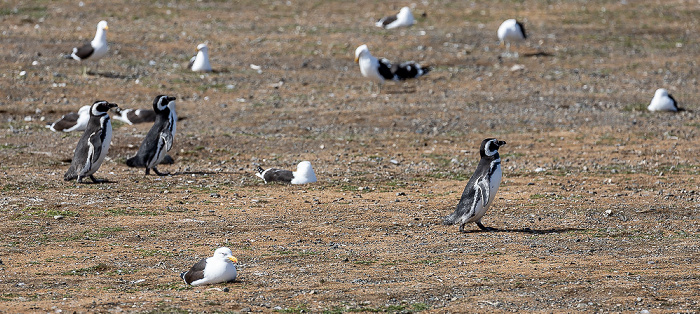 Magellan-Pinguine (Spheniscus magellanicus) Isla Magdalena