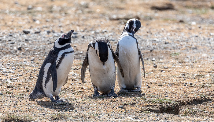 Isla Magdalena Magellan-Pinguine (Spheniscus magellanicus)