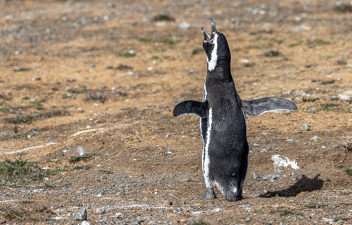 Magellan-Pinguin (Spheniscus magellanicus) Isla Magdalena