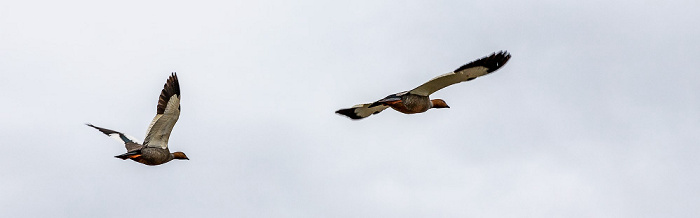 Magellangänse (Chloephaga picta) Parque del Estrecho de Magallanes