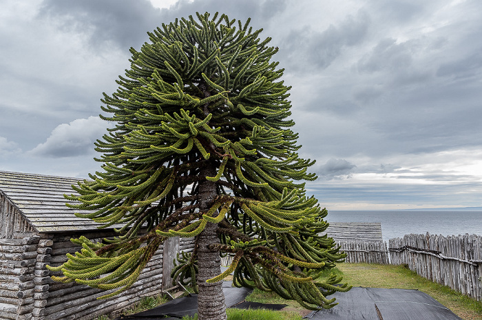 Fuerte Bulnes: Chilenische Araukarie (Araucaria araucana) Parque del Estrecho de Magallanes