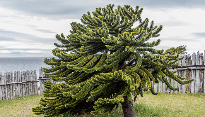 Fuerte Bulnes: Chilenische Araukarie (Araucaria araucana) Parque del Estrecho de Magallanes