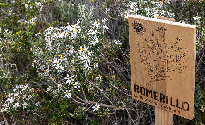 Parque del Estrecho de Magallanes Bosque del viento: Chiliotrichum diffusum