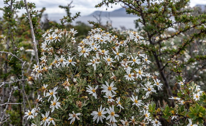 Bosque del viento: Chiliotrichum diffusum Parque del Estrecho de Magallanes