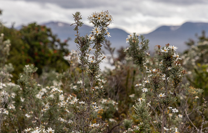 Bosque del viento: Chiliotrichum diffusum Parque del Estrecho de Magallanes
