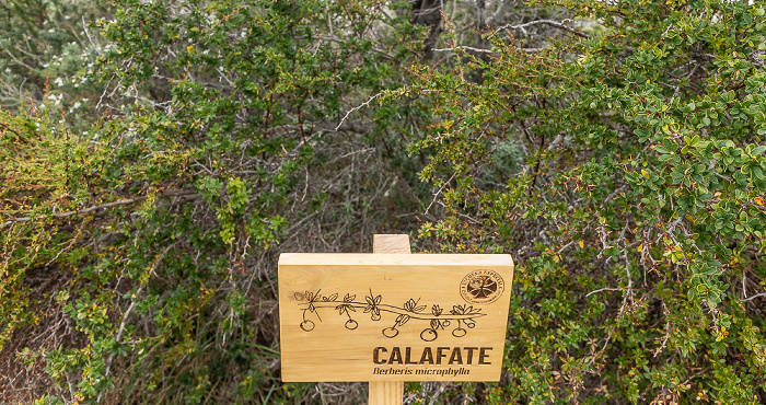 Parque del Estrecho de Magallanes Bosque del viento: Buchsblättrige Berberitze (Calafate, Berberis microphylla)