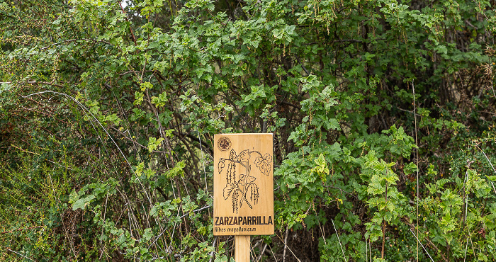 Parque del Estrecho de Magallanes Bosque del viento: Zarzaparrilla (Ribes magellanicum)