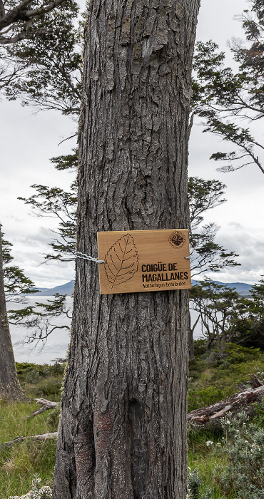 Parque del Estrecho de Magallanes Bosque del viento: Coigue de Magallanes (Nothofagaceae)