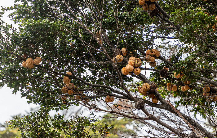 Bosque del viento: Digüeñes (Cyttaria espinosae) Parque del Estrecho de Magallanes