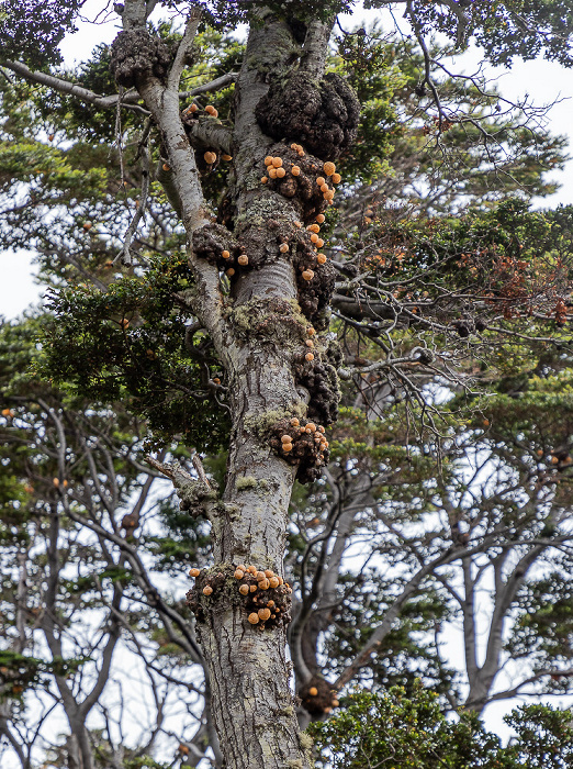Parque del Estrecho de Magallanes Bosque del viento: Digüeñes (Cyttaria espinosae)