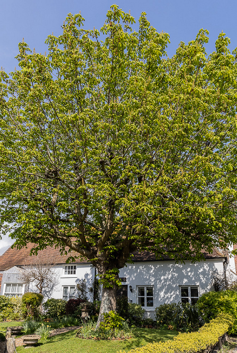 Whipping Post Lane Rottingdean