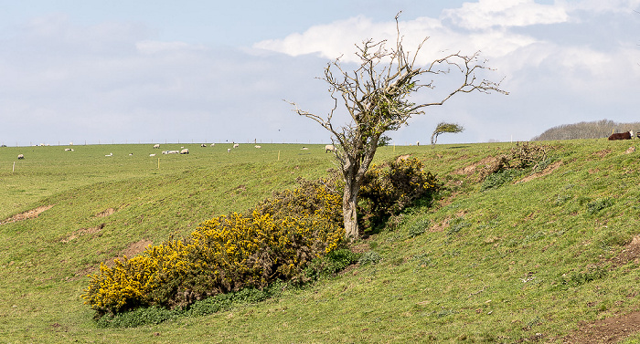 Vanguard Way, Cuckmere Valley South Downs National Park