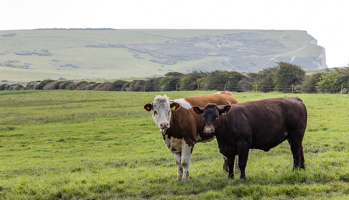 South Downs National Park Vanguard Way, Cuckmere Valley, Kühe Seven Sisters