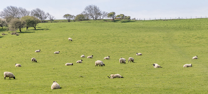 South Downs National Park Vanguard Way, Cuckmere Valley, Schafe