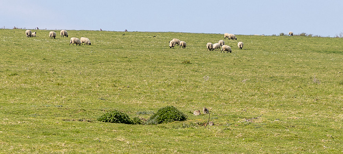 South Downs National Park Vanguard Way, Cuckmere Valley, Schafe und Hasen