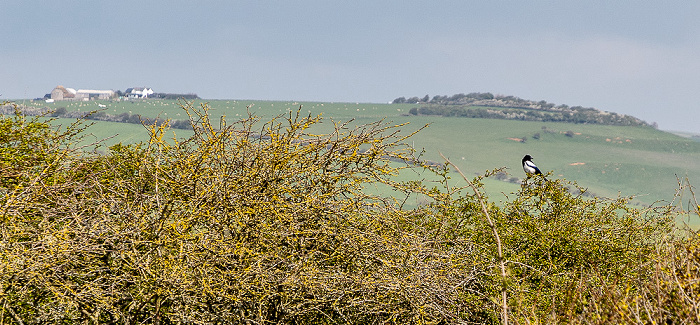 Vanguard Way, Cuckmere Valley South Downs National Park