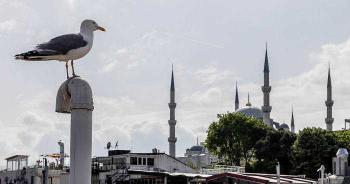 Istanbul Saba Sultan Hotel: Möwe Blaue Moschee (Sultan-Ahmed-Moschee)