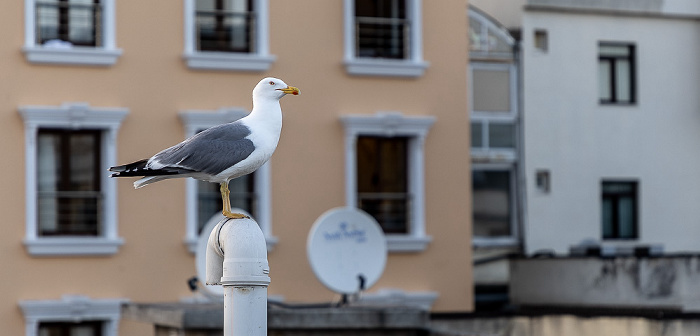 Istanbul Saba Sultan Hotel: Möwe