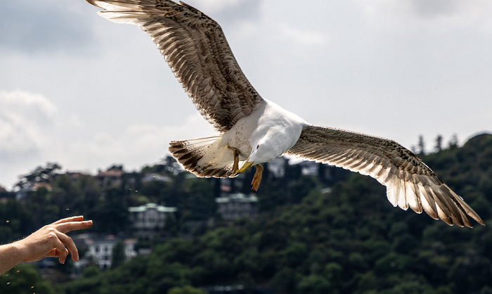 Möwe Istanbul