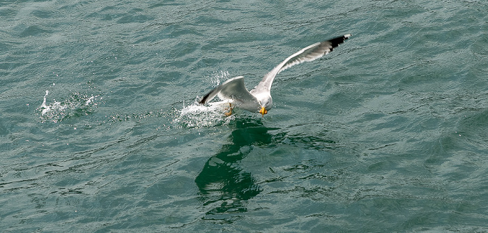 Möwe Istanbul