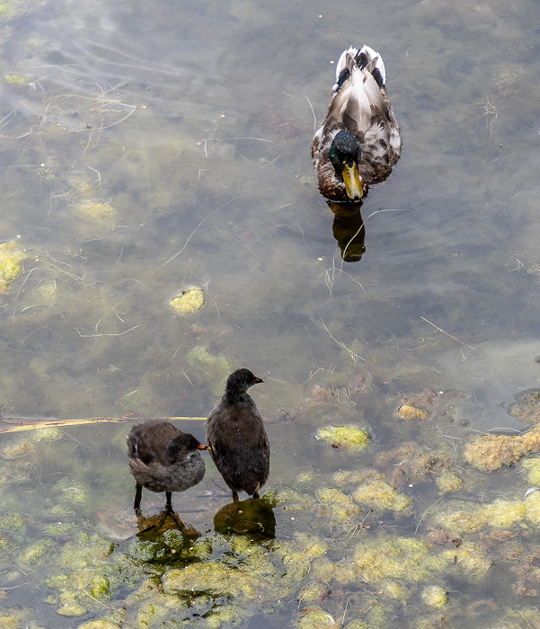 Kopenhagen Christianshavn: Stadsgraven mit Enten